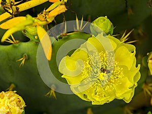Bee on the yellow flower photo