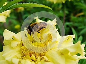 In the summer garden. wasp collects nectar on a yellow flower garden. photo