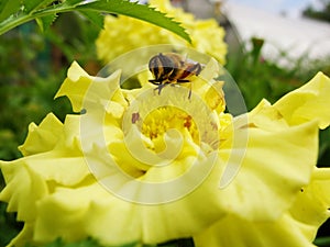 In the summer garden. wasp collects nectar on a yellow flower garden. photo