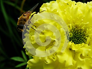 In the summer garden. wasp collects nectar on a yellow flower garden. photo