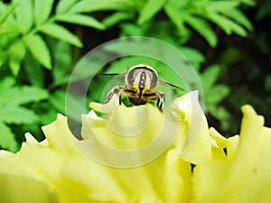 In the summer garden. wasp collects nectar on a yellow flower garden. photo