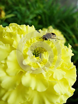 In the summer garden. wasp collects nectar on a yellow flower garden. photo