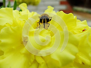 In the summer garden. wasp collects nectar on a yellow flower garden. photo