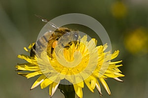 Bee in yellow flower macro