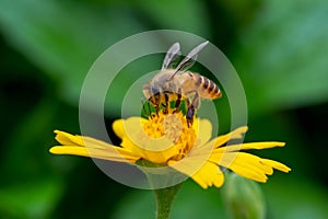 Bee on a yellow flower, macro closeup