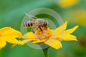 Bee on a yellow flower, macro closeup