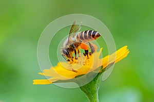 Bee on a yellow flower, macro closeup