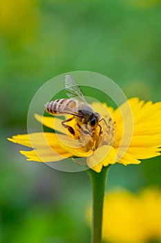 Bee on a yellow flower, macro closeup