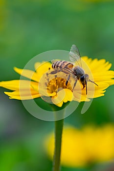 Bee on a yellow flower, macro closeup