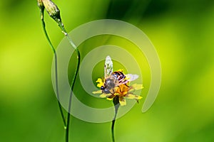 Bee on the yellow flower in the meadow gathering honey