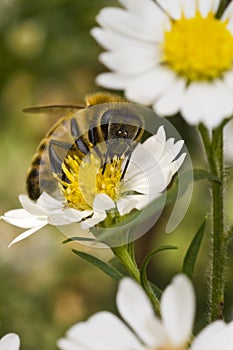 Bee on yellow flower at midday