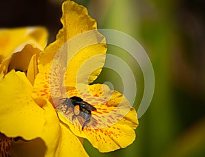 bee on yellow flower, natural pollination photo