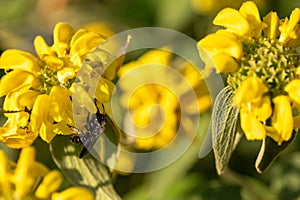 bee on yellow flower. One Xylocopa violacea on Phlomis fruticosain. Violet carpenter bee on Jerusalem sage in Switzerland