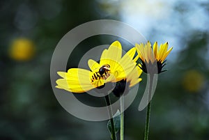 A bee on a yellow flower in spring.