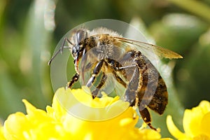 Bee on a yellow flower