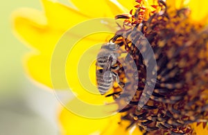 Bee yellow flower of a sunflower