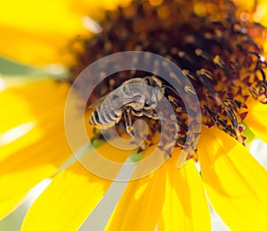 Bee yellow flower of a sunflower