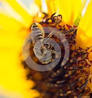 Bee yellow flower of a sunflower