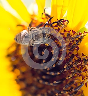 Bee yellow flower of a sunflower