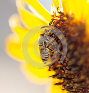 Bee yellow flower of a sunflower