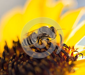 Bee yellow flower of a sunflower