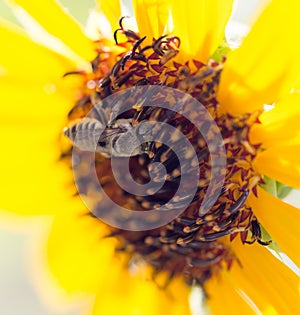 Bee yellow flower of a sunflower