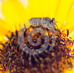 Bee yellow flower of a sunflower