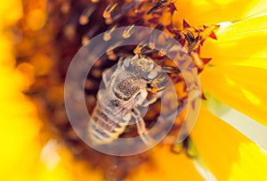 Bee yellow flower of a sunflower