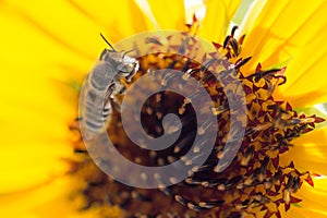 Bee yellow flower of a sunflower