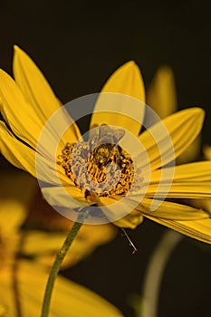 Bee, yellow flower sunflower  and black background