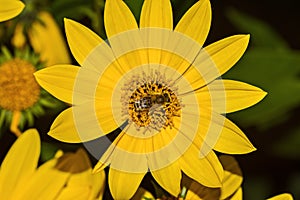 Bee, yellow flower sunflower Helianthus  and black background