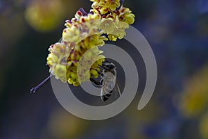 Bee on a yellow flower in a sunny summer day. Bee and honey flowers polen health photo