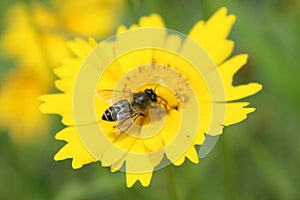 A bee on a yellow flower and take honey.