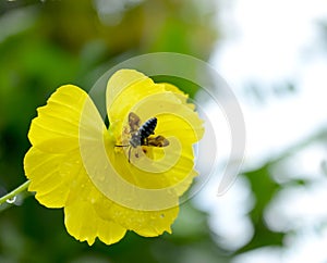 Bee on a yellow flower with water drops.