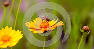 A bee on a yellow flower in the wild nature