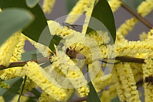 Bee among the yellow flowers and leaves of sydney golden wattle  tree