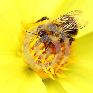 Bee on yellow georgina flower