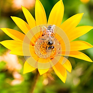 A bee on a yellow gerbera