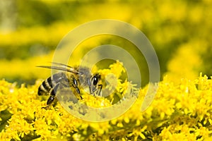 Bee on yellow goldenrod. Collects pollen and drink nectar.