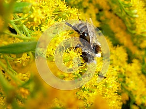 Bee on a yellow inflorescence of a plant