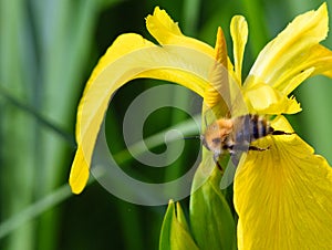 Bee on yellow Iris flower in meadow close up