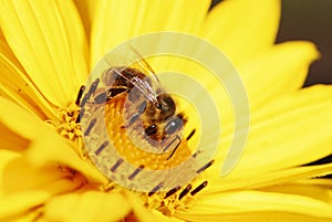 Bee On Yellow Maruertie Flower