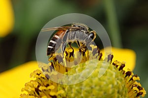 Bee on yellow pollen.