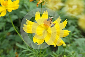 Bee on yellow Pollinates Flower., Close up bee are sucking on flower in blur background