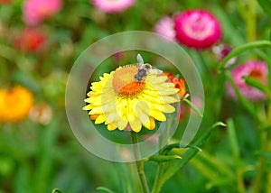 A bee on a yellow straw flower