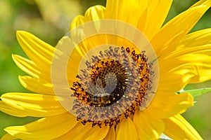 Bee on yellow sunflower