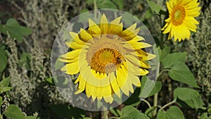 Bee on yellow sunflower photo