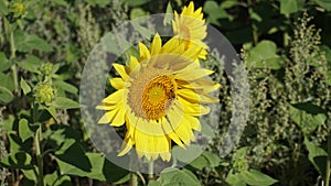 Bee on yellow sunflower photo
