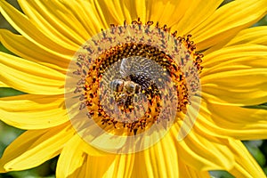 Bee on yellow sunflower on summer