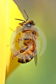 Bee Yellow Tulip